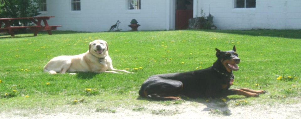 We provide a clean, comfortable, family environment for your K9 while you are away.