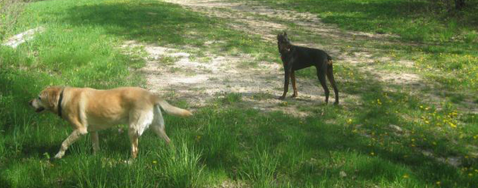 Your dog will have the opportunity to take lengthy A.M. and P.M walks through our privately owned 180 acre property.